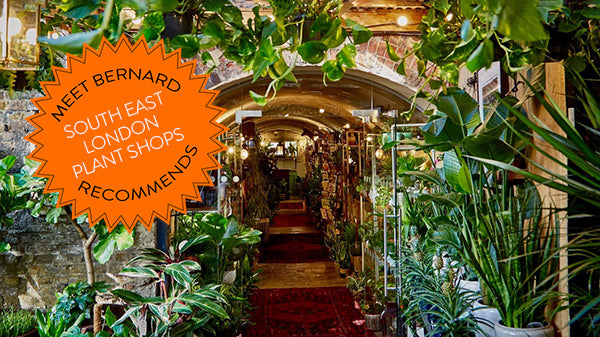 Meet Bernard Recommends: South East London Plant Shops 